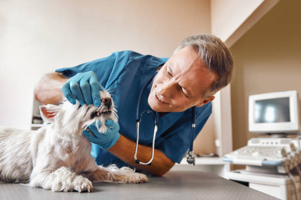Best 24-Hour Emergency Dentist in Temple Terrace, FL